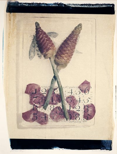 decorative image of Pine-Cone-Ginger , 2016-01-22 12:34:29